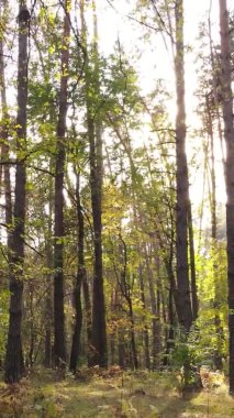 Gündüz Ukrayna 'daki bir sonbahar ormanının dikey videosu