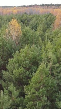 Gündüz Ukrayna 'daki bir sonbahar ormanının dikey videosu