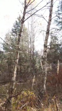 Gündüz Ukrayna 'daki bir sonbahar ormanının dikey videosu