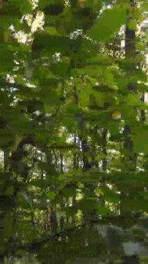 Gündüz Ukrayna 'daki bir sonbahar ormanının dikey videosu