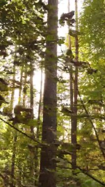 Gündüz Ukrayna 'daki bir sonbahar ormanının dikey videosu