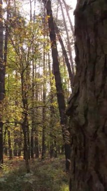 Gündüz Ukrayna 'daki bir sonbahar ormanının dikey videosu