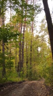 Gündüz Ukrayna 'daki bir sonbahar ormanının dikey videosu