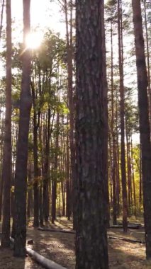 Gündüz Ukrayna 'daki bir sonbahar ormanının dikey videosu