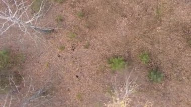 Gündüz Ukrayna 'daki bir sonbahar ormanının dikey videosu