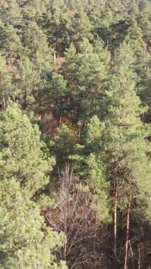 Gündüz Ukrayna 'daki bir sonbahar ormanının dikey videosu