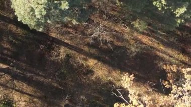 Gündüz Ukrayna 'daki bir sonbahar ormanının dikey videosu