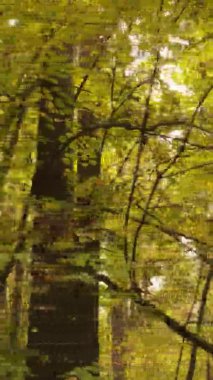 Gündüz Ukrayna 'daki bir sonbahar ormanının dikey videosu