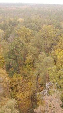 Gündüz Ukrayna 'daki bir sonbahar ormanının dikey videosu