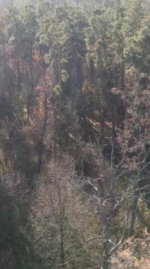 Gündüz Ukrayna 'daki bir sonbahar ormanının dikey videosu