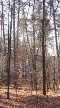 Gündüz Ukrayna 'daki bir sonbahar ormanının dikey videosu