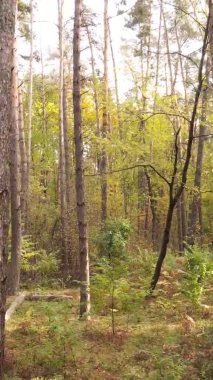 Gündüz Ukrayna 'daki bir sonbahar ormanının dikey videosu