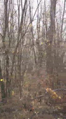 Gündüz Ukrayna 'daki bir sonbahar ormanının dikey videosu