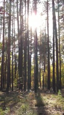 Gündüz Ukrayna 'daki bir sonbahar ormanının dikey videosu