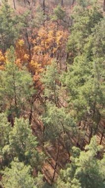 Gündüz Ukrayna 'daki bir sonbahar ormanının dikey videosu