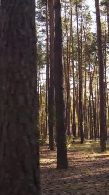 Gündüz Ukrayna 'daki bir sonbahar ormanının dikey videosu