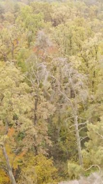 Gündüz Ukrayna 'daki bir sonbahar ormanının dikey videosu