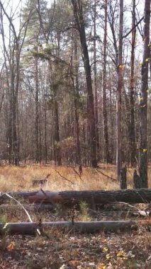Gündüz Ukrayna 'daki bir sonbahar ormanının dikey videosu