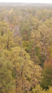 Gündüz Ukrayna 'daki bir sonbahar ormanının dikey videosu