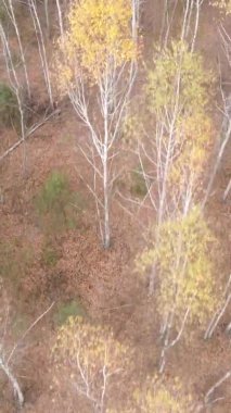 Gündüz Ukrayna 'daki bir sonbahar ormanının dikey videosu