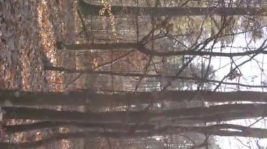 Gündüz Ukrayna 'daki bir sonbahar ormanının dikey videosu