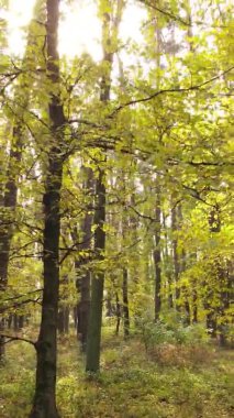 Gündüz Ukrayna 'daki bir sonbahar ormanının dikey videosu