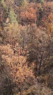 Gündüz Ukrayna 'daki bir sonbahar ormanının dikey videosu