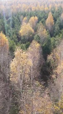 Gündüz Ukrayna 'daki bir sonbahar ormanının dikey videosu