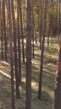 Gündüz Ukrayna 'daki bir sonbahar ormanının dikey videosu