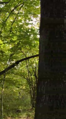 Gündüz Ukrayna 'daki bir sonbahar ormanının dikey videosu