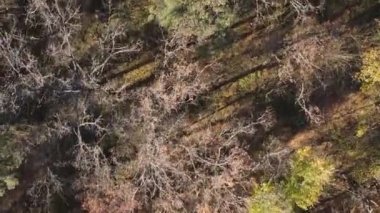 Gündüz Ukrayna 'daki bir sonbahar ormanının dikey videosu