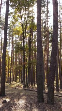 Gündüz Ukrayna 'daki bir sonbahar ormanının dikey videosu