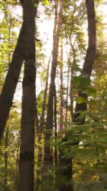 Gündüz Ukrayna 'daki bir sonbahar ormanının dikey videosu