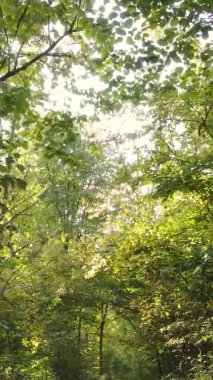 Gündüz Ukrayna 'daki bir sonbahar ormanının dikey videosu