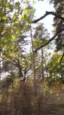 Gündüz Ukrayna 'daki bir sonbahar ormanının dikey videosu