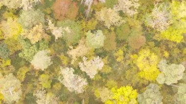 Gündüz Ukrayna 'daki bir sonbahar ormanının dikey videosu