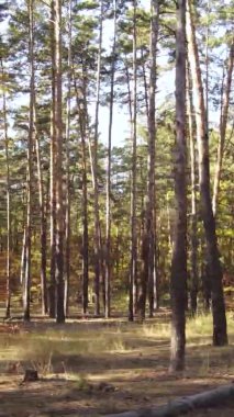 Gündüz Ukrayna 'daki bir sonbahar ormanının dikey videosu