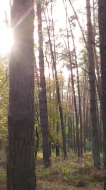 Gündüz Ukrayna 'daki bir sonbahar ormanının dikey videosu