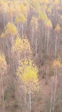 Gündüz Ukrayna 'daki bir sonbahar ormanının dikey videosu