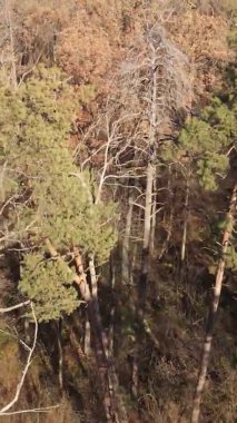 Gündüz Ukrayna 'daki bir sonbahar ormanının dikey videosu