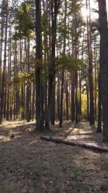 Gündüz Ukrayna 'daki bir sonbahar ormanının dikey videosu