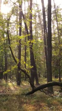 Gündüz Ukrayna 'daki bir sonbahar ormanının dikey videosu