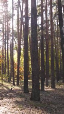 Gündüz Ukrayna 'daki bir sonbahar ormanının dikey videosu