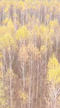 Gündüz Ukrayna 'daki bir sonbahar ormanının dikey videosu