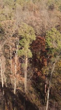 Gündüz Ukrayna 'daki bir sonbahar ormanının dikey videosu