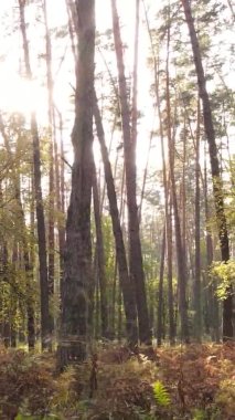 Gündüz Ukrayna 'daki bir sonbahar ormanının dikey videosu