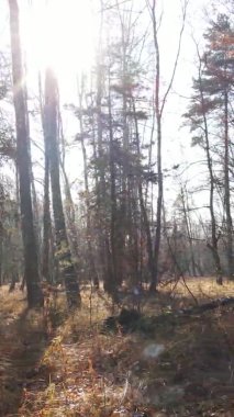 Gündüz Ukrayna 'daki bir sonbahar ormanının dikey videosu