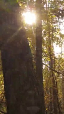 Gündüz Ukrayna 'daki bir sonbahar ormanının dikey videosu