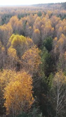 Gündüz Ukrayna 'daki bir sonbahar ormanının dikey videosu
