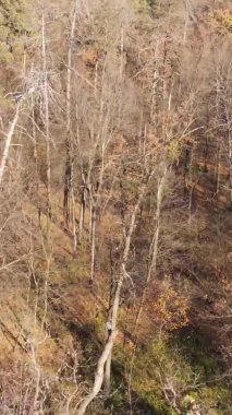 Gündüz Ukrayna 'daki bir sonbahar ormanının dikey videosu